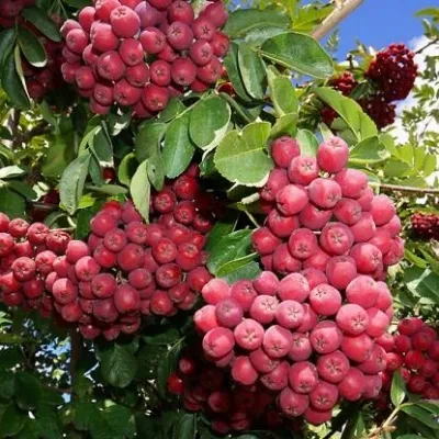 Рябина ГРАНАТНАЯ сладкоплодная — описание сорта Рябина ГРАНАТНАЯ сладкоплодная в Нижнем Новгороде