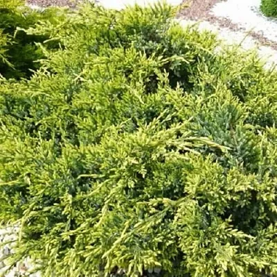 Можжевельник ГОЛД СТАР средний  Можжевельник ГОЛД СТАР средний в Нижнем Новгороде