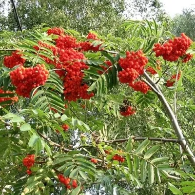 Рябина САХАРНАЯ ПЕТРОВА сладкоплодная — описание сорта Рябина САХАРНАЯ ПЕТРОВА сладкоплодная в Нижнем Новгороде