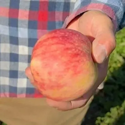 Яблоня ВАСЮГАН колонновидная  Яблоня ВАСЮГАН колонновидная в Нижнем Новгороде