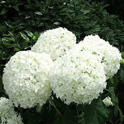 Гортензия АННАБЕЛЬ древовидная в Нижнем Новгороде