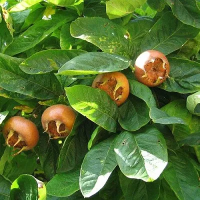 Экзотические растения в Нижнем Новгороде