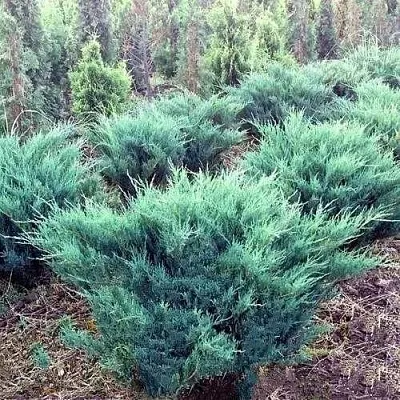 Можжевельник БЛЮ ДАНУБ казацкий  Можжевельник БЛЮ ДАНУБ казацкий в Нижнем Новгороде