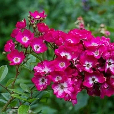 Саженцы роз МАРДЖОРИ ФЕЙР полиантовая  Саженцы роз МАРДЖОРИ ФЕЙР полиантовая в Нижнем Новгороде