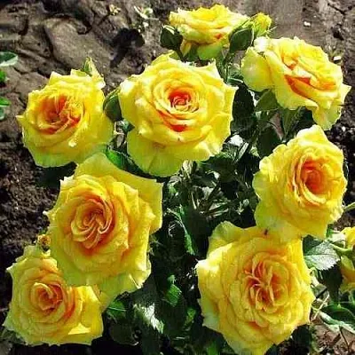 Саженцы роз САН СИТИ спрей  Саженцы роз САН СИТИ спрей в Нижнем Новгороде