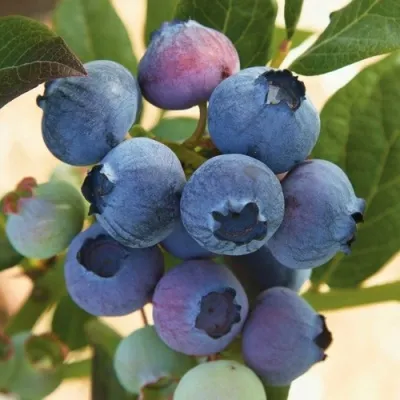 Голубика ОСОРНО — описание сорта Голубика ОСОРНО в Нижнем Новгороде