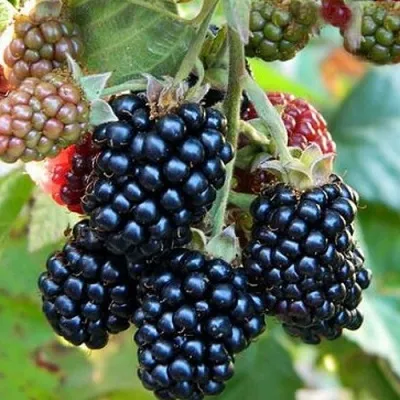 Ежевика ОУАЧИТА бесшипная — описание сорта Ежевика ОУАЧИТА бесшипная в Нижнем Новгороде