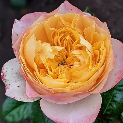 Саженцы роз ГОЛДЕН ВУВУЗЕЛА чайно-гибридная  Саженцы роз ГОЛДЕН ВУВУЗЕЛА чайно-гибридная в Нижнем Новгороде