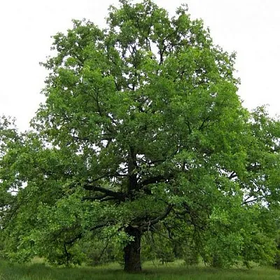 Дуб черешчатый  в Нижнем Новгороде