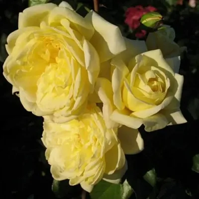 Саженцы роз КАЗИНО плетистая  Саженцы роз КАЗИНО плетистая в Нижнем Новгороде