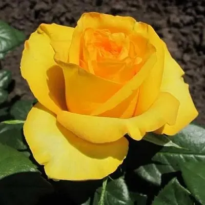 Саженцы роз КЕРИО чайно-гибридная  Саженцы роз КЕРИО чайно-гибридная в Нижнем Новгороде