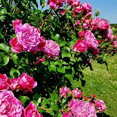 Саженцы роз ИНЕС САСТР плетистая  Саженцы роз ИНЕС САСТР плетистая в Нижнем Новгороде