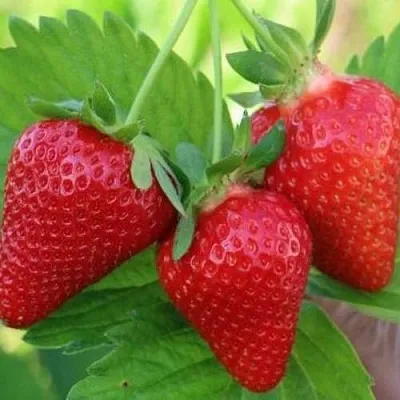 Клубника КЛОДИЯ  Клубника КЛОДИЯ в Нижнем Новгороде