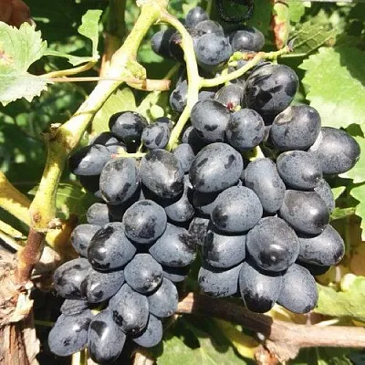 Виноград КИШМИШ АТТИКА  Виноград КИШМИШ АТТИКА в Нижнем Новгороде