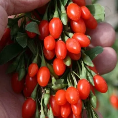 Годжи КОРЕАН БИГ — описание сорта Годжи КОРЕАН БИГ в Нижнем Новгороде