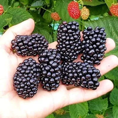 Ежевика ОУАЧИТА бесшипная — описание сорта Ежевика ОУАЧИТА бесшипная в Нижнем Новгороде