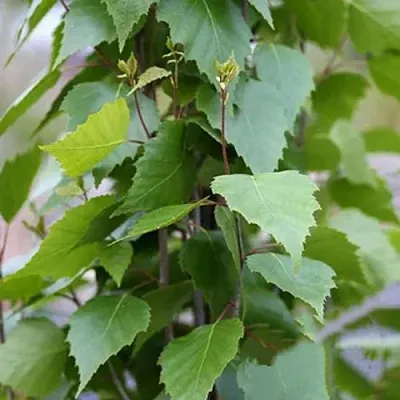 Береза ФАСТИГИАТА повислая  в Нижнем Новгороде