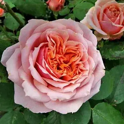 Саженцы роз ПОЛЬ БОКЮЗ шраб  Саженцы роз ПОЛЬ БОКЮЗ шраб в Нижнем Новгороде