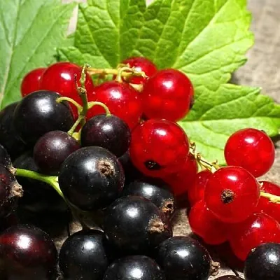 Смородина  в Нижнем Новгороде