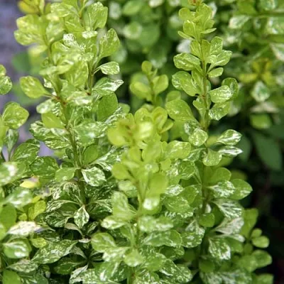 Барбарис ПАУ ВАУ тунберга  Барбарис ПАУ ВАУ тунберга в Нижнем Новгороде