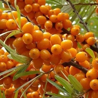 Облепиха ТРОФИМОВСКАЯ  Облепиха ТРОФИМОВСКАЯ в Нижнем Новгороде