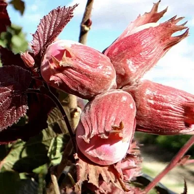 Фундук АЛЫЙ ПАРУС  Фундук АЛЫЙ ПАРУС в Нижнем Новгороде