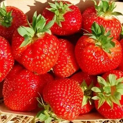 Клубника ЭЛЬСАНТА  Клубника ЭЛЬСАНТА в Нижнем Новгороде