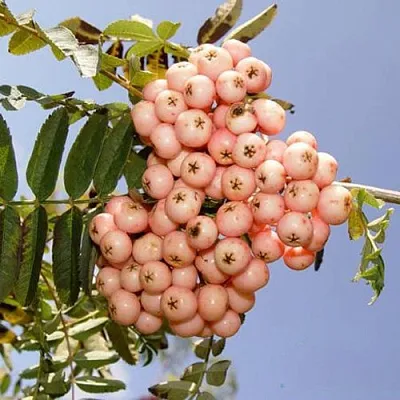 Рябина ПИНК ВЕЙЛ  Рябина ПИНК ВЕЙЛ в Нижнем Новгороде