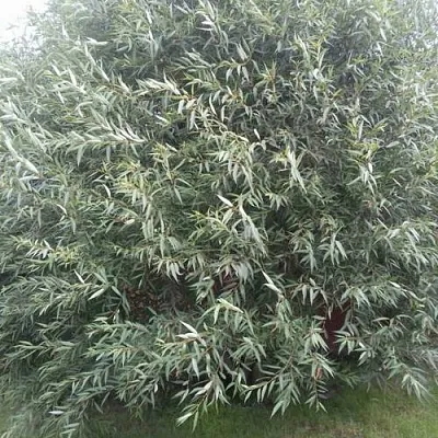 Ива СЕРЕБРИСТАЯ в Нижнем Новгороде