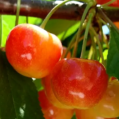 Черешня в Нижнем Новгороде