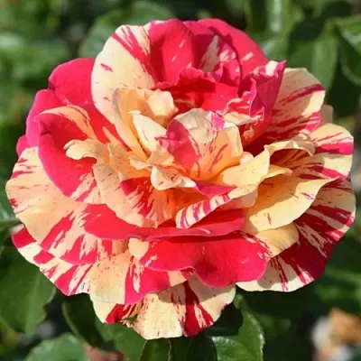 Саженцы роз ВАНИЛЛА ФРАЙЗ плетистая  Саженцы роз ВАНИЛЛА ФРАЙЗ плетистая в Нижнем Новгороде