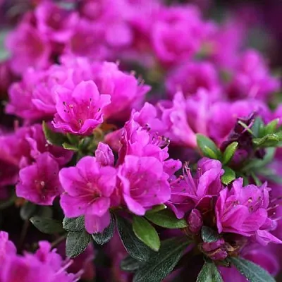 Азалия ХИРОКА японская  Азалия ХИРОКА японская в Нижнем Новгороде