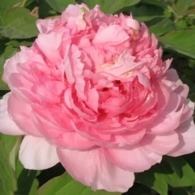 Пион ИМПЕРАТОРСКАЯ НАЛОЖНИЦА древовидный в Нижнем Новгороде