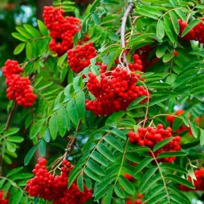 Рябина ПЛАКУЧАЯ сладкоплодная — описание сорта Рябина ПЛАКУЧАЯ сладкоплодная в Нижнем Новгороде