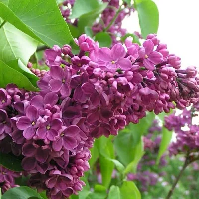 Сирень ДЕНЬ ПОБЕДЫ  Сирень ДЕНЬ ПОБЕДЫ в Нижнем Новгороде