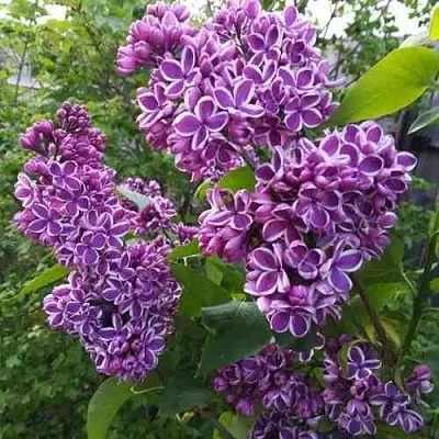 Сирень СЕНСАЦИЯ  Сирень СЕНСАЦИЯ в Нижнем Новгороде