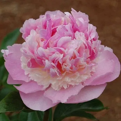 Пион ЭНДЖЕЛ ЧИКС травянистый  Пион ЭНДЖЕЛ ЧИКС травянистый в Нижнем Новгороде