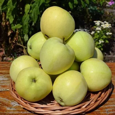 Яблоня ПАПИРОВКА  Яблоня ПАПИРОВКА в Нижнем Новгороде