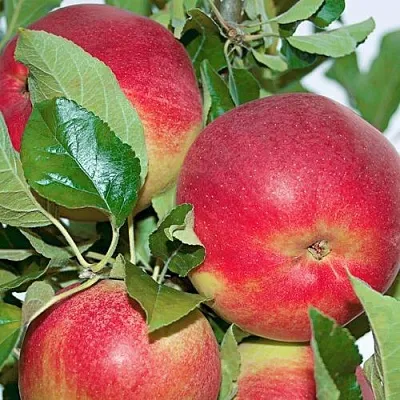 Яблоня СЕНАТОР колонновидная  Яблоня СЕНАТОР колонновидная в Нижнем Новгороде