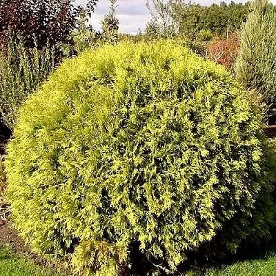 Туя ГЛОБОЗА АУРЕА западная  Туя ГЛОБОЗА АУРЕА западная в Нижнем Новгороде