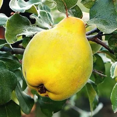 Айва РУМО  Айва РУМО в Нижнем Новгороде