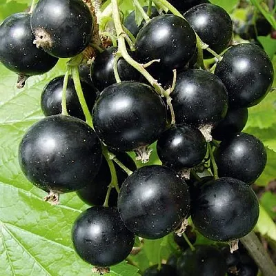 Смородина черная АРАПКА  Смородина черная АРАПКА в Нижнем Новгороде