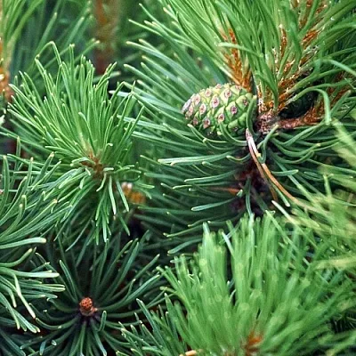 Сосна  Сосна в Нижнем Новгороде