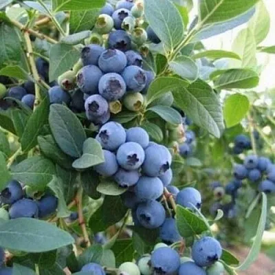 Голубика ЭЛЛИОТ  Голубика ЭЛЛИОТ в Нижнем Новгороде