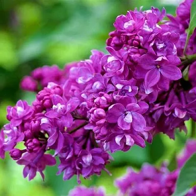 Сирень ОГНИ ДОНБАССА  Сирень ОГНИ ДОНБАССА в Нижнем Новгороде