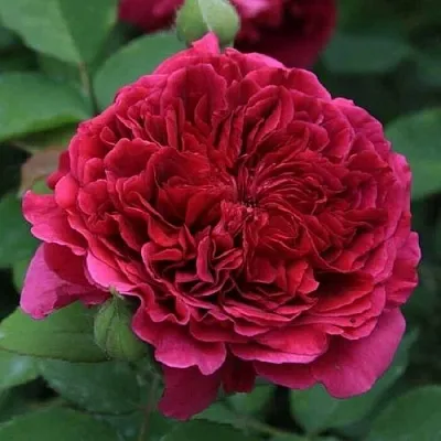 Саженцы роз ТЕСС ОФ ЗЕ ДЭРБЕРВИЛЛЬ английская в Нижнем Новгороде