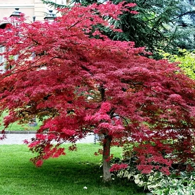 Клен пальмолистный  Клен пальмолистный в Нижнем Новгороде