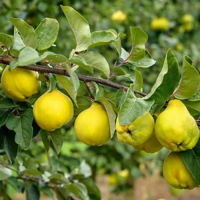 Айва ТРИУМФ  Айва ТРИУМФ в Нижнем Новгороде