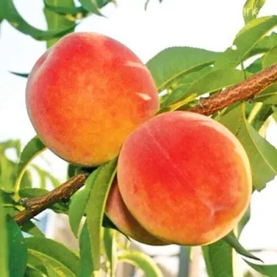 Персик ОНТАРИО — описание сорта Персик ОНТАРИО в Нижнем Новгороде