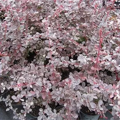 Барбарис СИЛЬВЕР МИЛЕС оттавский   Барбарис СИЛЬВЕР МИЛЕС оттавский  в Нижнем Новгороде